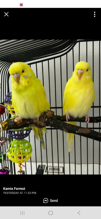 Two budgies