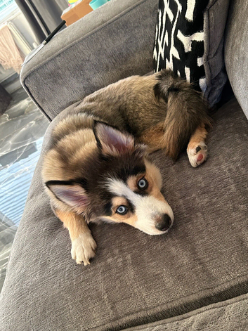 Male Pomsky