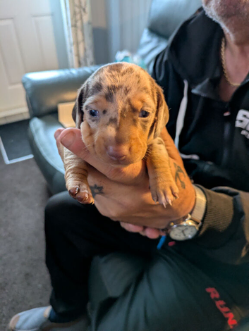 Miniature Dachshund puppies for sale