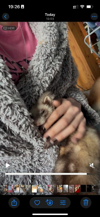 Baby girl 9 Month Old Ferret &pound;130 - Canary Wharf, London