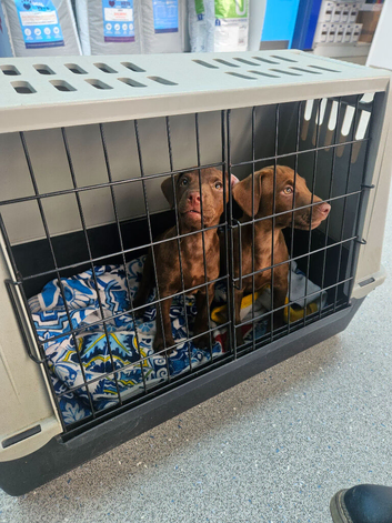 Fully vaccinated female patterdales, working pups