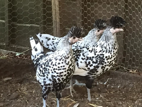 The Ark- Day old - POL chickens