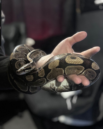 Female Royal Ball Python + Full Enclosure Setup
