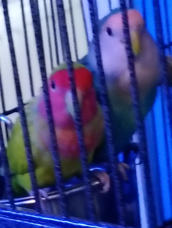 1 bonded pair of love birds and cage