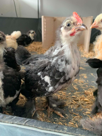 Pekin bantams for sale