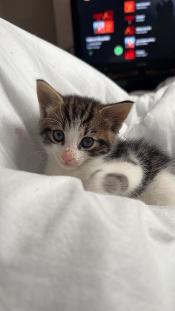Kittens for sale