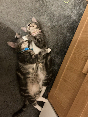Gorgeous grey tabby kittens one girls and a rare boy left