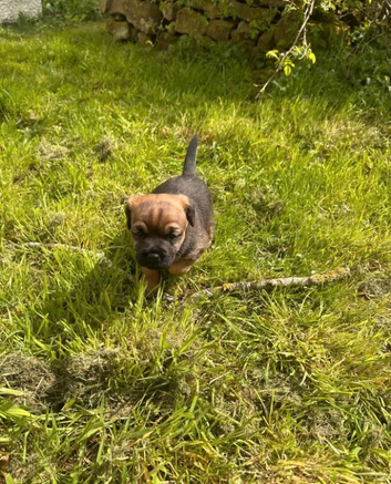 Gorgeous Home raised Border Terrier Puppies