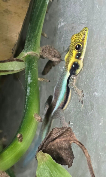 4 Phelsuma klemmer(Neon day gecko)