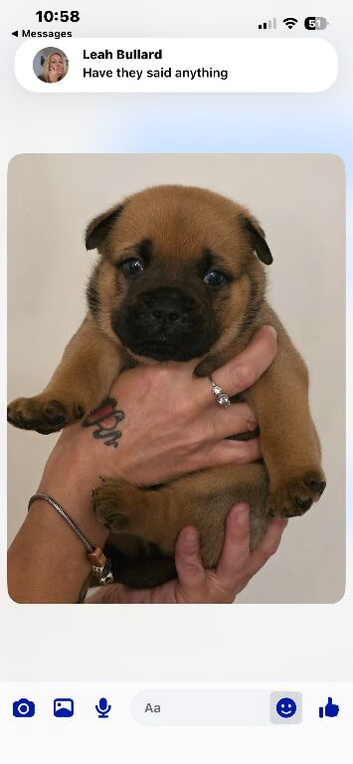 Chow chow x English bulldog