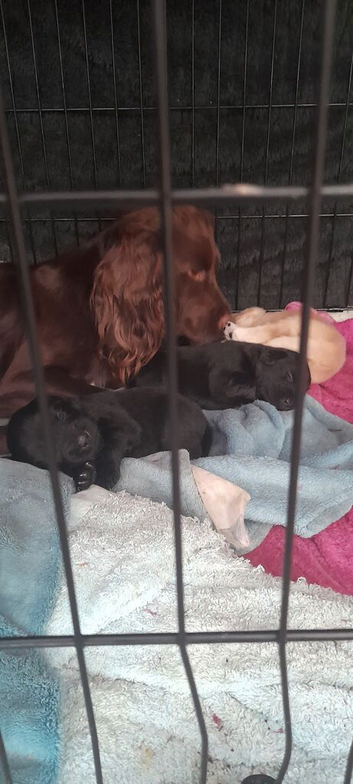 6 week old puppies for sale