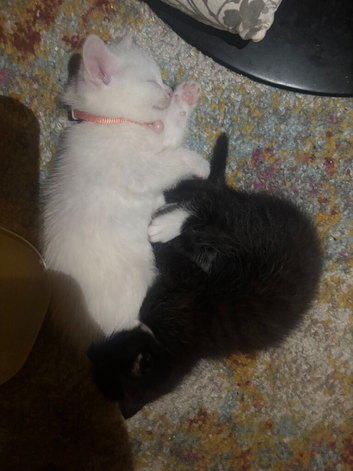Kittens ready now