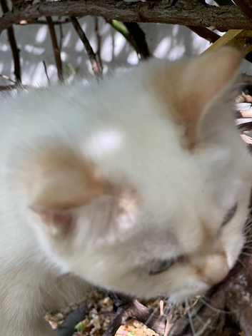 Blue Eyed Golden CPT Kitten