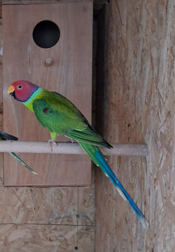Plum-headed parakeet