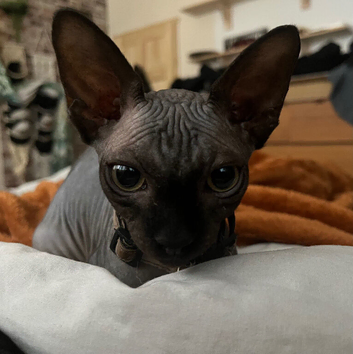 Male Sphynx kitten for rehome