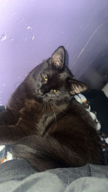 Cats for sale