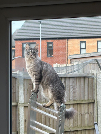 Maincoon proven stud