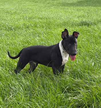 English Bull Terrier Male