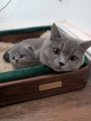 kittens for sale