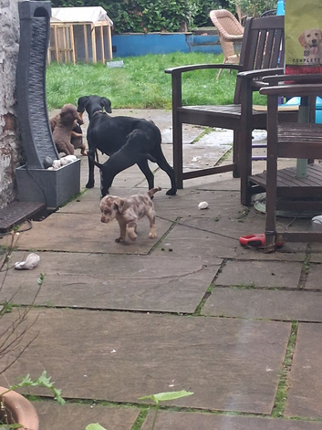 Patterpoo puppies