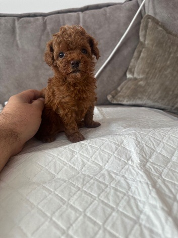 Kc registered deep red toy poodle 1 male left
