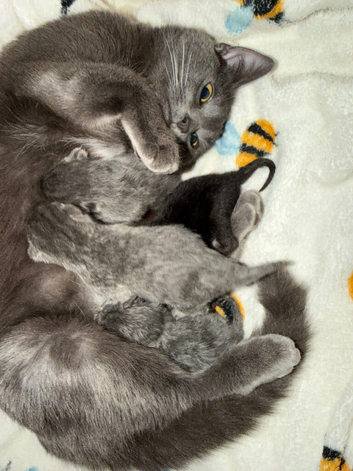 Kittens