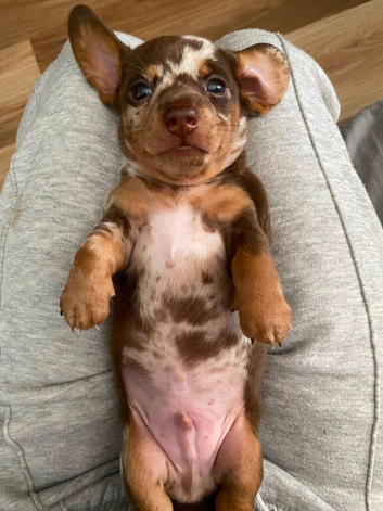 Ready to find there forever homes end of August