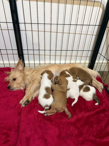2 beautiful female Jackchi puppies left for sale