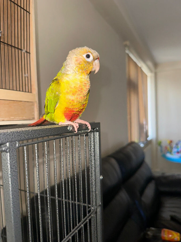 Pineapple Cheeked Conure
