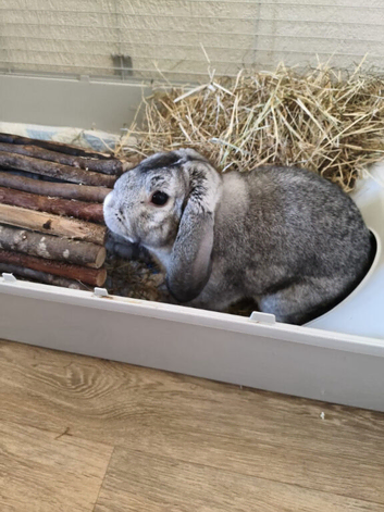 Grey mini lop