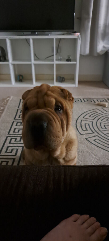 7 month old male