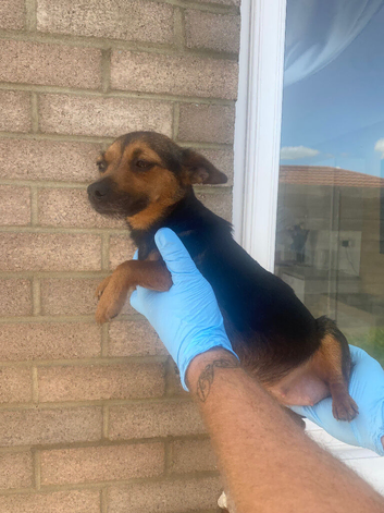 Traditional miniature Jack Russell