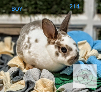Bunnies to reserve ready for new homes between 15th to the 29th November