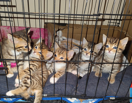 Maine coon x Bengal
