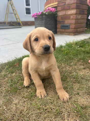 A stunning litter