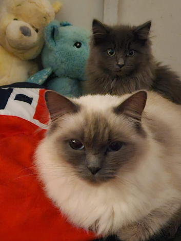 Ragdoll cross main coon kitten for sale