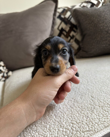 Miniature Long Haired Dachshund Puppies Available!
