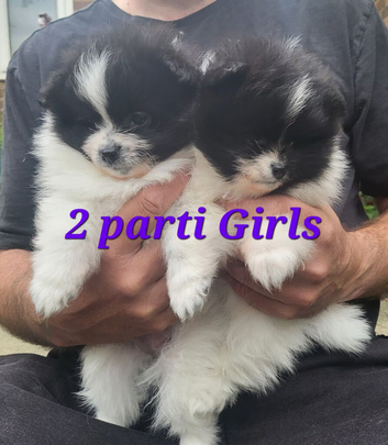 Pedigree Pomeranian puppies for sale