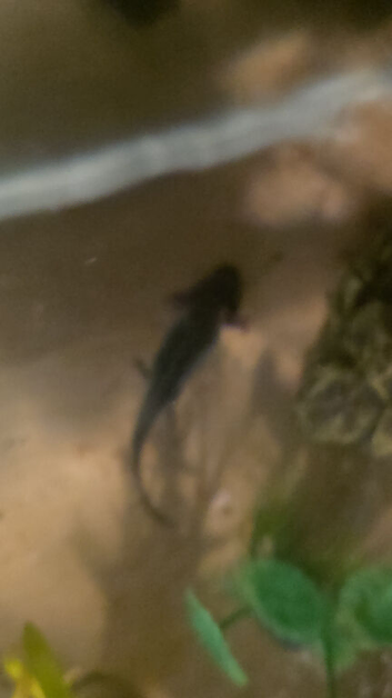 3month old dark axoloto