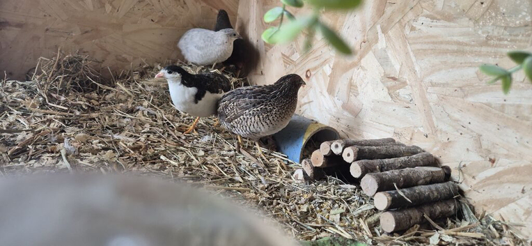 Male Chinese painted quail