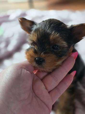 Yorkshire Terrier puppies for sale