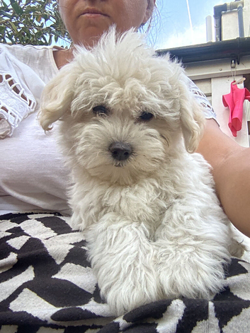3 Bichon Frise puppies