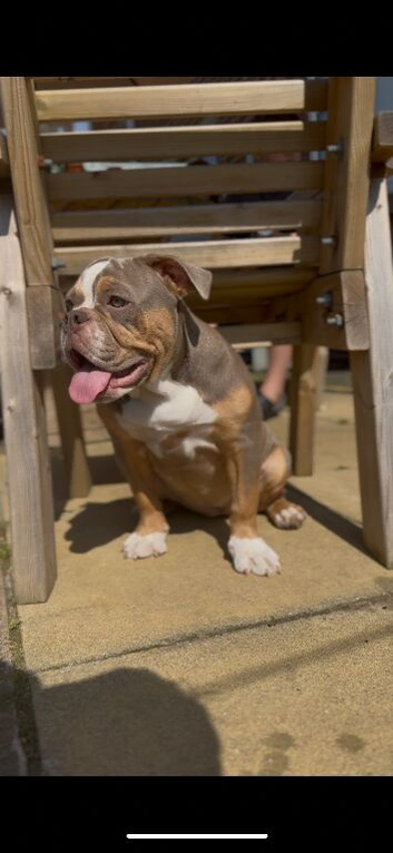 OLDE ENGLISH BULLDOG