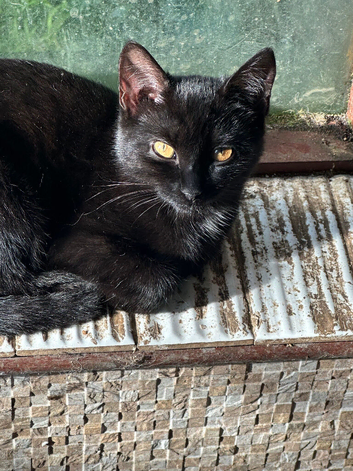 Stunning black kittens with amber eyes