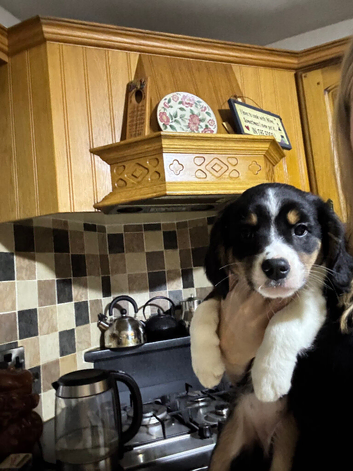 Border collie/cavalier King Charles spaniel pups