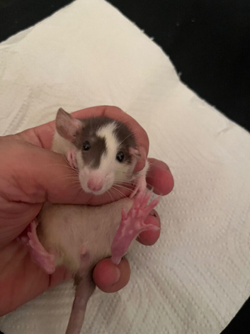 6-7 weeks old female rats