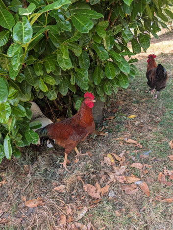 Rhode island red cockerel