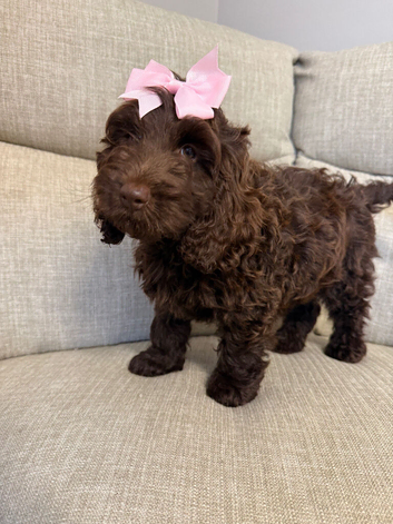 Very small F1 cockapoo puppies for sale