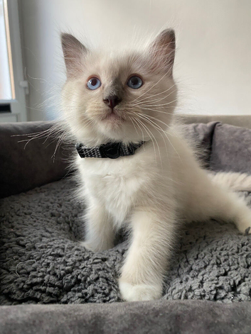 ragdoll kittens