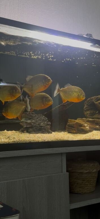 Red belly piranhas